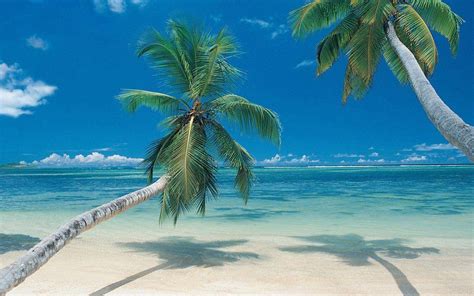 Palm Tree Beach Wallpapers Wallpaper Cave