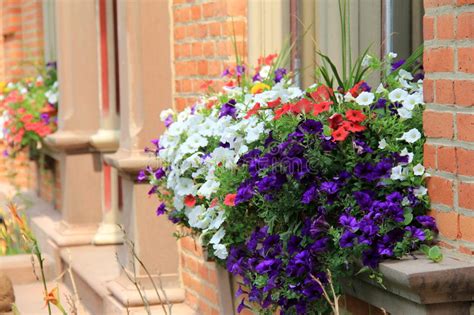 Assemble the window box join the cedar wood planks together using waterproof construction adhesive. Pretty Flower Window Boxes In Brick Building Stock Photo ...