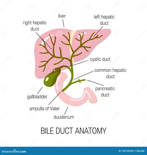 Bile Duct Concept Vector Image In Cartoon Style
