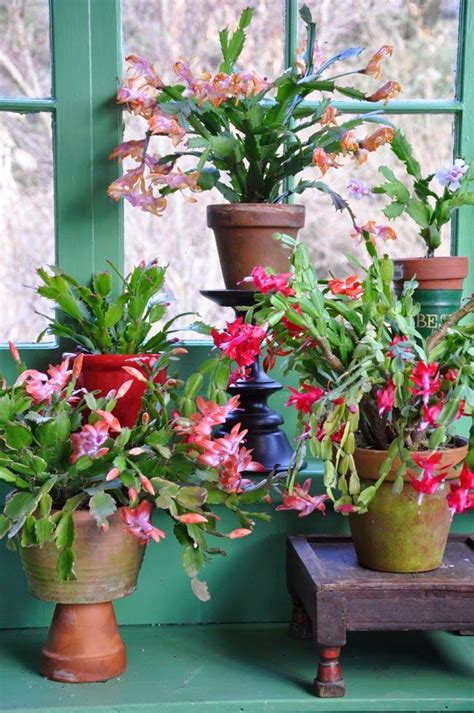 Succulents and cacti are great houseplants for beginners, requiring very little maintenance to survive! Growing with plants: THE CHRISTMAS CACTUS AND ITS LITTLE ...