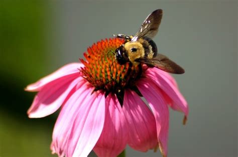 Ask around at your local garden store, and you'll be able to locate the ingredients and put we welcome the cheerful addition of this bright missourian favorite and maryland state flower in any garden or bouquet. Flowers Bees Love - Mom Foodie
