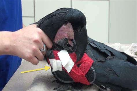 A bandage applied alternately to two parts, usually two segments of a limb above and below the joint, in such a way that the turns describe the figure 8. External Coaptation in Birds: Bandages and Splints ...