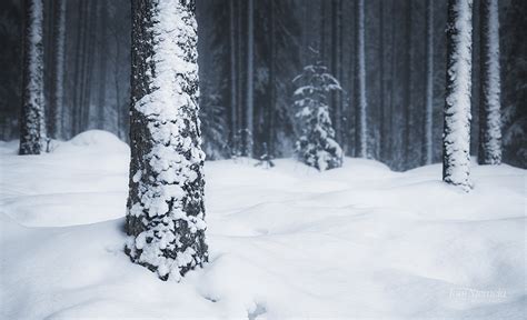 Snow Covered Trees Blog Joni Niemelä Fine Art Photography