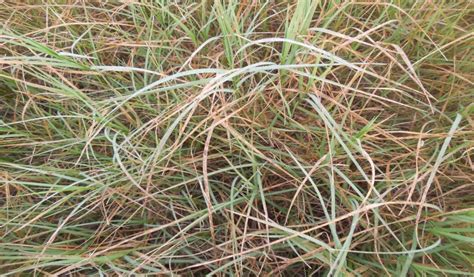 What Is Wrong With My Bermudagrass Hay Field Colquitt County Ag Report