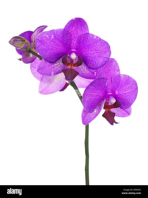 Blooming Twig Of Lilac Orchid Isolated On White Background Closeup
