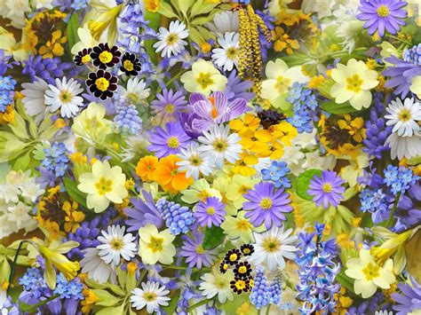 ดอกไม้ฤดูใบไม้ผลิ ดอกไม้ ภาพปะติด ภาพฟรีบน Pixabay Pixabay