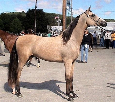 Has anyone found the new horse coats on ps4? buttermilk buckskin quarter horse | Buckskins | Pinterest
