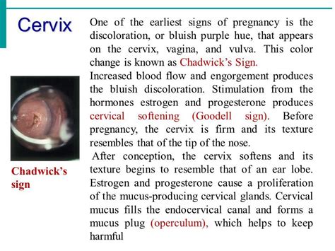 Chadwicks Sign Pregnancy Signs Early Pregnancy Signs Cervical Mucus