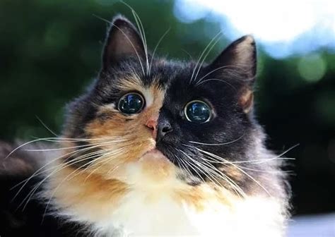 Adorable Blind Cat With Huge Eyes Rcats