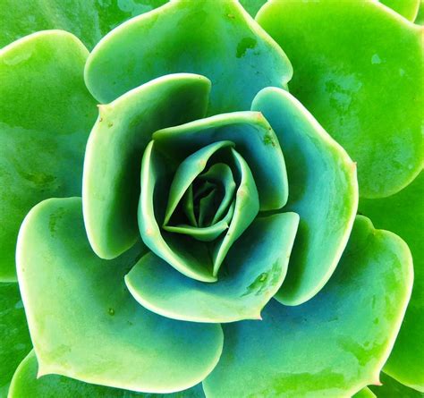 Select from the highest quality plants, with a massive range from either our own extensive nursery or sourced from all over the world. Free photo: Succulent, Green, Plant, Cactus - Free Image ...