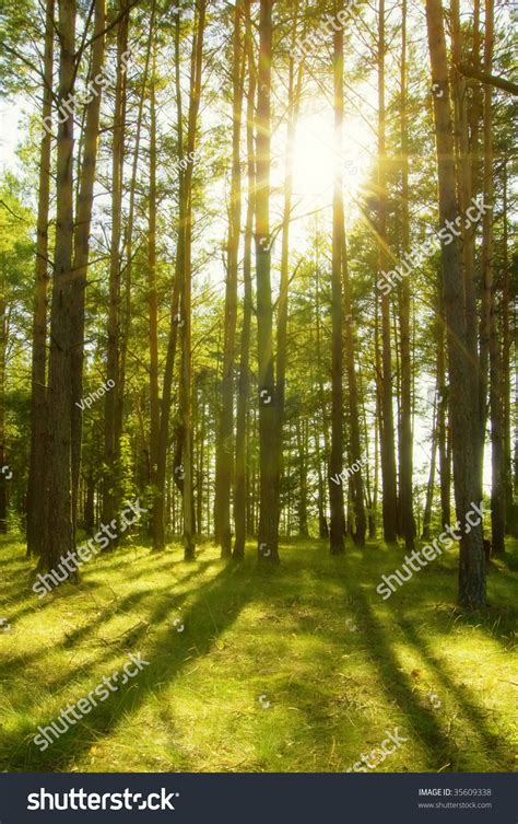 Pine Forest With The Sun Shining Through The Branches Of The Trees