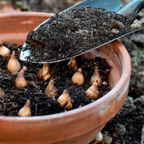 How To Plant Snowdrop Bulbs For A Stunning Winter Garden Ideal Home