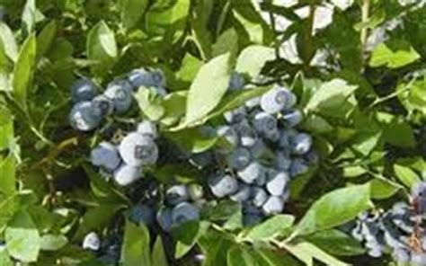 Ochlockonee Rabbiteye Blueberry 1 Gallon Shrub Fruit Blueberry