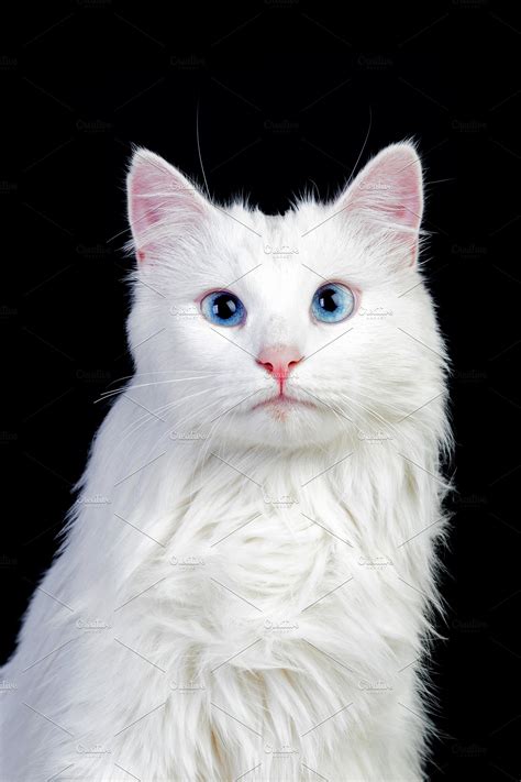 Just to remind ourselves, the munchkin cat breed started, in rayville, louisiana, usa when sandra hochenedel found two cats. Adorable White Persian Cat | High-Quality Animal Stock ...