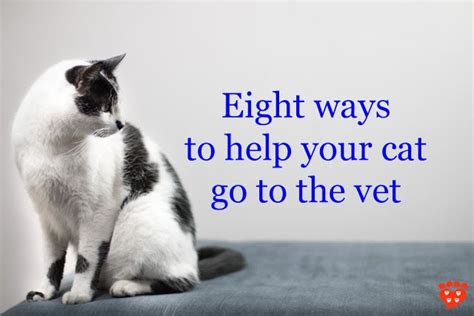 The question itself is an example of how we tend moreover, if you choose to bathe your cat regularly, you are cultivating a negative association with merely handling her. Eight Ways to Help Your Cat Go to the Vet | Cats, Getting ...