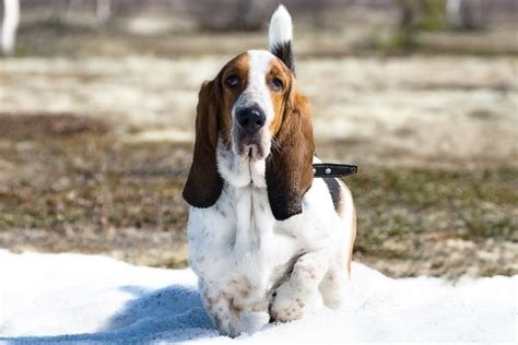 Miniature Basset Hounds Appearance Size Price And More 2024