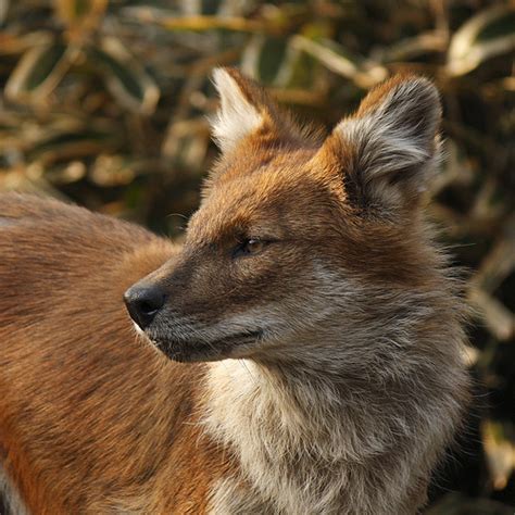 Rare Asiatic Wild Dogs Or Dhole Spotted In Bengal For The First Time