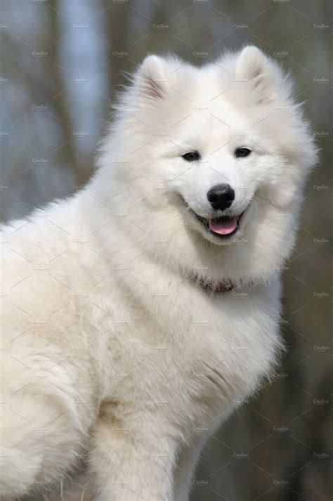 White Puppy Samoyed Dog High Quality Animal Stock Photos ~ Creative