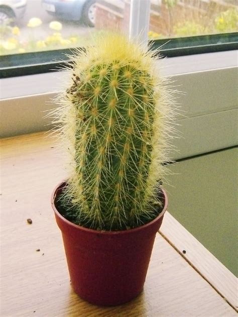 During the autumn and winter months, it is best for the plants to be kept cool at night with temperatures of around 8°c to 10°c. 1 MINI CACTUS succulents CACTUS IN VASO EASY CARE Fogliame ...