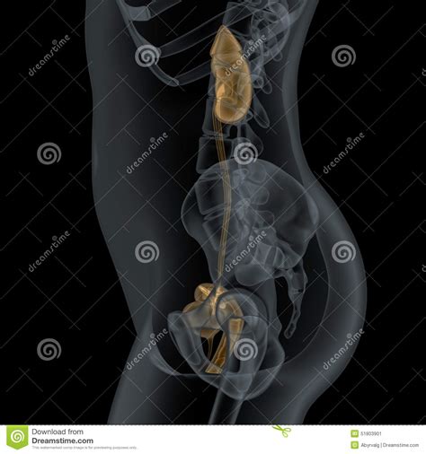 Human Female Urogenital Anatomy Stock Illustration - Image: 51803901