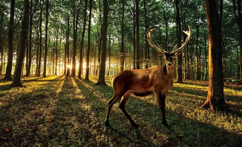 Deer Forest Trees Nature Wall Paper Mural Buy At