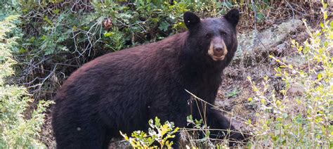 Black Bears Become Habituated To Drones The Wildlife Society