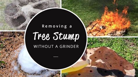 How To Remove A Tree Stump Without A Grinder 4 Top Tactics With Pics