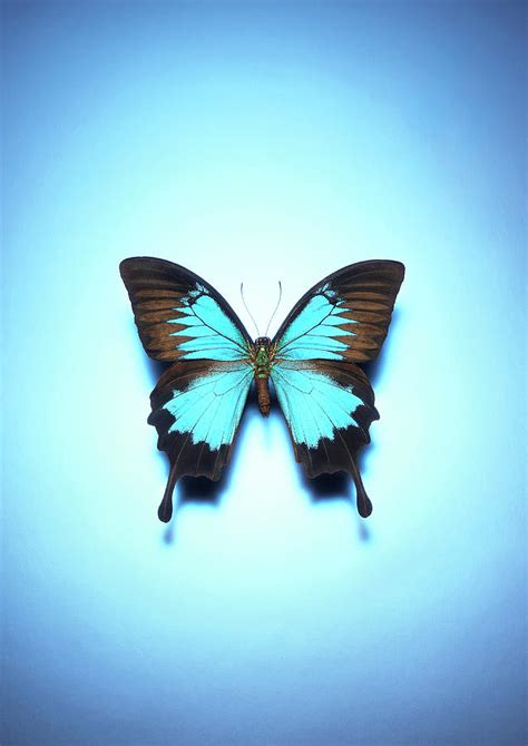 Exotic Butterfly On Blue Background By Johanna Parkin