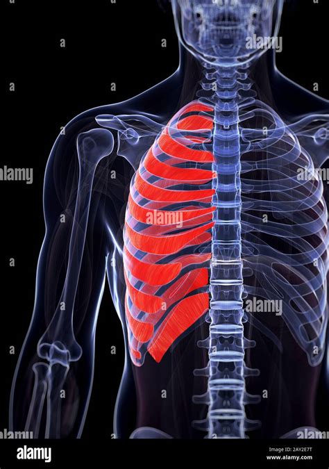 3d Rendered Illustration Of The Serratus Anterior Muscle Stock Photo