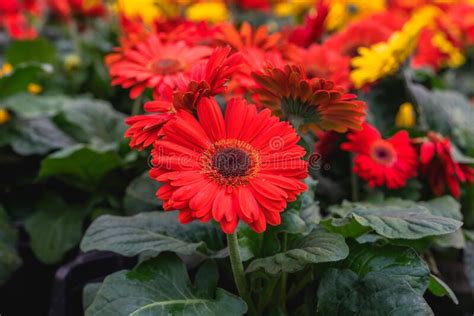 Gerbera Flowers In Bloom Close Up At Floral Market Stock Photo Image