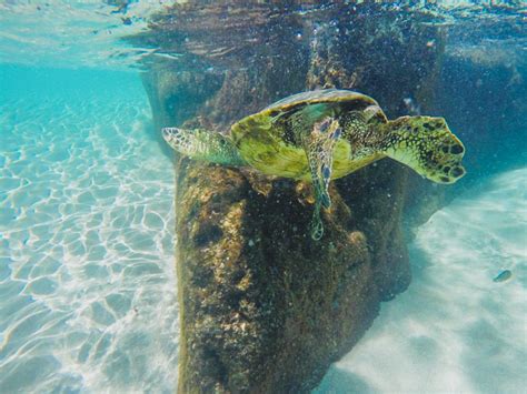 Everything You Need To Know About The Waimea Bay Rock Jump