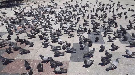 Rüyada Güvercin Sürüsü Görmek Ne Anlama Gelir, Neye İşarettir? Anlamı
