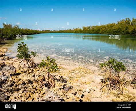Mangroves Nr Rock Sound Eleuthera The Bahamas The Caribbean Stock