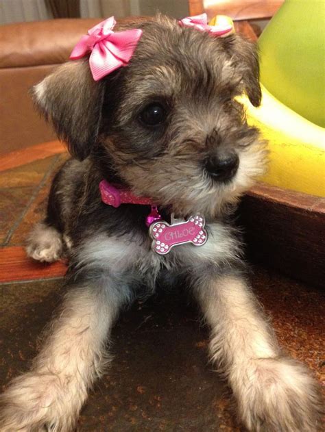 This Is Chloe A Super Adorable Mini Schnauzer Puppy Sooooooo Cute💞💕