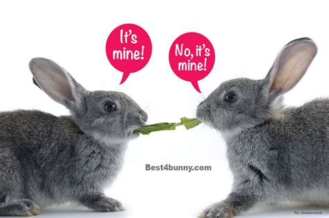 The Hilarious Things Our Rabbits Do Best 4 Bunny