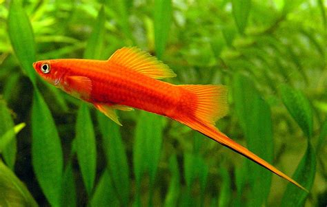 How To Take Care Of Swordtail Fish In The Aquarium Fish Hobbyist