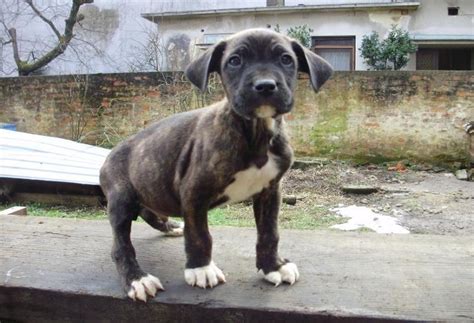 Check spelling or type a new query. CANE CORSO + DOGO ARGENTINO mix