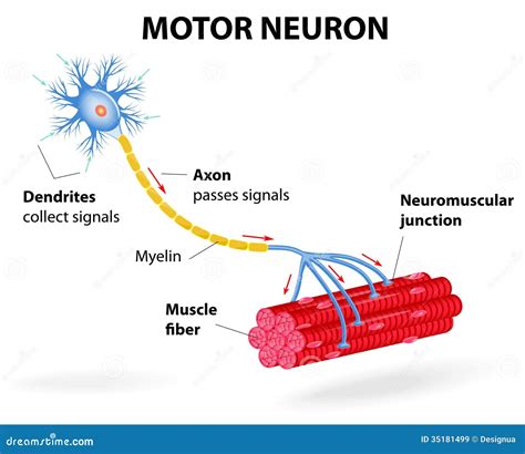 Neurona De Motor Diagrama Del Vector Ilustración Del Vector