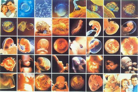 Desarrollo Del Embrion Desarrollo Embrionario The Best Porn Website