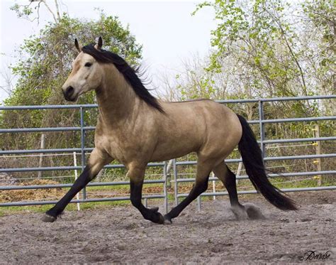 Buckskin Arabian Horse Horses Of Your Dream Stable Express