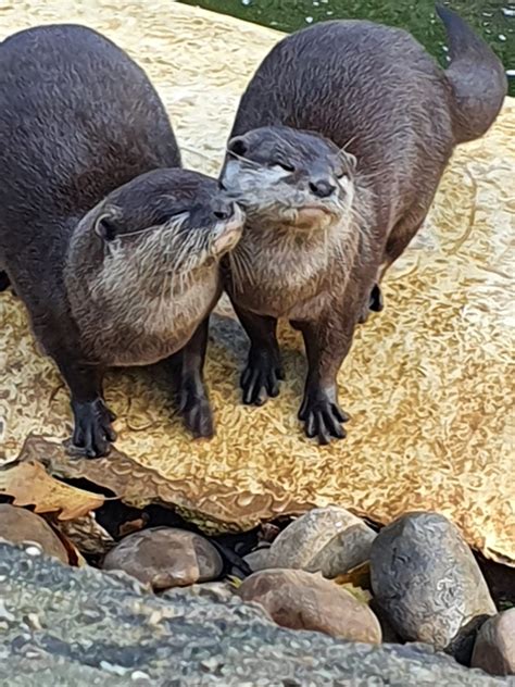 Please Follow Iloveotters Cute Couple At Cotswold Wildlife Park Otter
