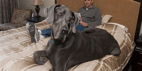 Giant George Dead Former Guinness Worlds Tallest Dog