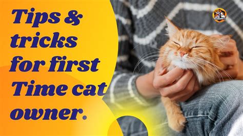 Best Tips And Tricks For First Time Cat Owner Should To Know Cat 🙀