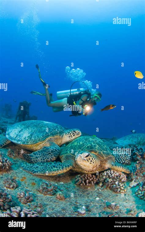 A Diver And Green Sea Turtles Chelonia Mydas On The Wreck Of The YO