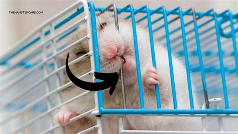 How To Tell If Your Hamster Is Happy Signs That Your Hamster Is Not Happy
