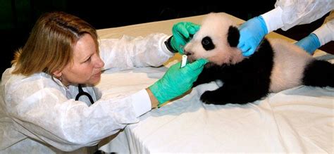Its A Girl Baby Pandas Father Also Revealed The Washington Post