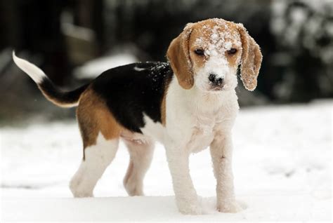 Kaip Prižiūrėti šunis žiemą Ji24lt