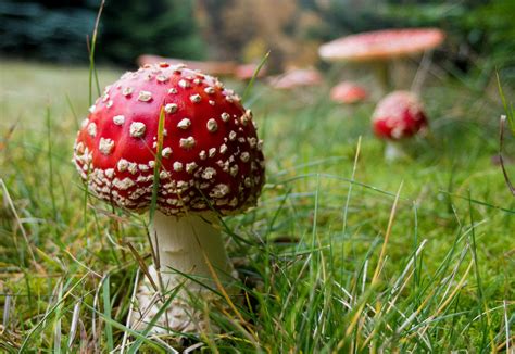 7 Mind Bending Facts About Magic Mushrooms Zoomies Canada