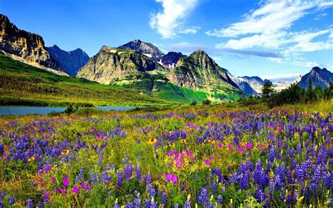 Colorado Mountain Flowers Rocky Mountain Blue Sky White