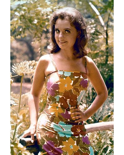 Dawn Wells Gilligan S Island Posters And Photos 201699 Movie Store